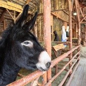 Ostatnie przygotowania do "żywej szopki"