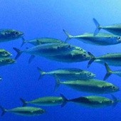 Atak drapieżnych ryb - 70 osób rannych