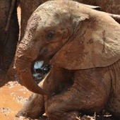 Rzeź słoni trwa
