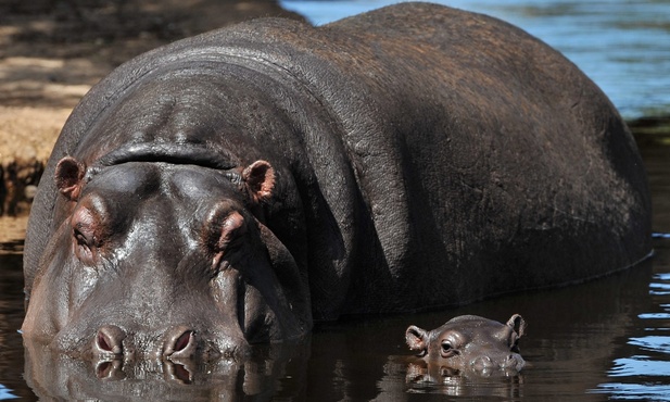 Hipopotamy wypatrują nowego roku