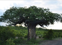 Przedszkole "pod baobabem"