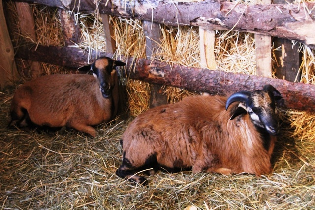 Diecezjalny Przegląd Kolęd w Mazańcowicach - 2014