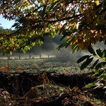 Camino Fonseca