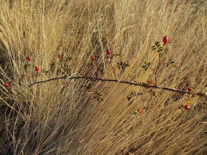 Camino Fonseca