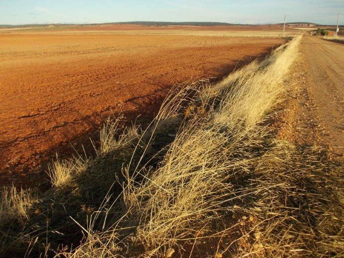 Camino Fonseca