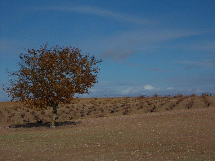 Camino Fonseca