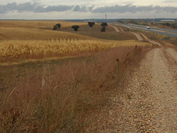 Camino Fonseca