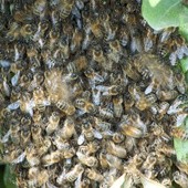 Skazana za masowe wyginięcie pszczół