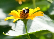 W ostatnich latach nasila się zjawisko wymierania pszczół miodnych i innych owadów zapylających