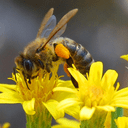 W związku z wcześniejszym ożywieniem, które zapanowało w ulach, pszczelarze powinni zajrzeć do pszczół i sprawdzić, jakim zapasem pokarmu dysponują