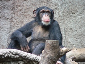 Altruizm wśród szympansów