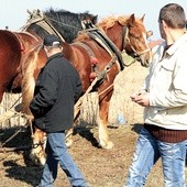 Zimnokrwiste – pociągowe