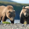 Bezsenność beskidzkich niedźwiedzi