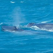 "Naukowo" zabito 251 płetwali błękitnych