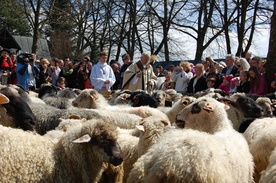 Owce poświęcone, czas na wypas