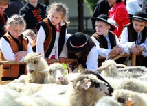 Redyk owiec w Bieszczadach i Beskidzie Niskim