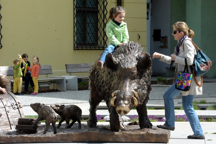 Dziki w Świdnicy