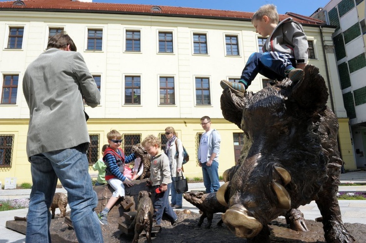 Dziki w Świdnicy