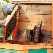 W pasiekach powstaje także wiele dobroczynnych produktów pochodnych