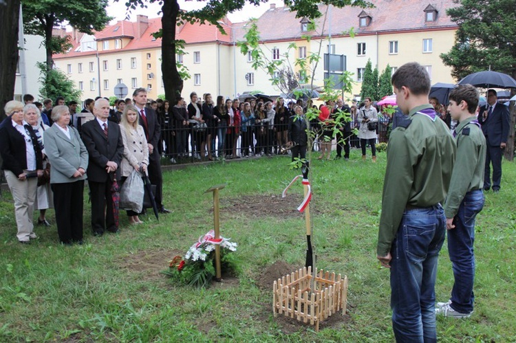 Dąb Pamięci st. post. Józefa Szarka w Oświęcimiu