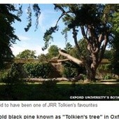 Zetną Drzewo Tolkiena