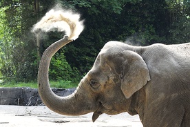 Mimo rozmiarów słonie  są bardzo wrażliwe.  Gdy są szczęśliwe, potrafią się jednak świetnie bawić