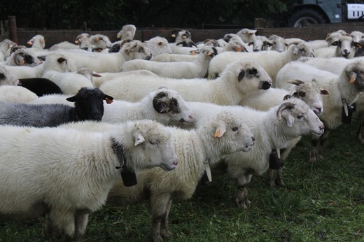 Owce wróciły z hal