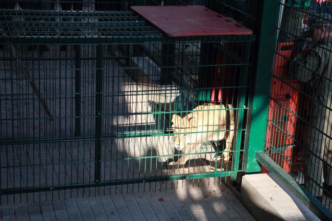 Lwy ponownie w gdańskim Ogrodzie Zoologicznym