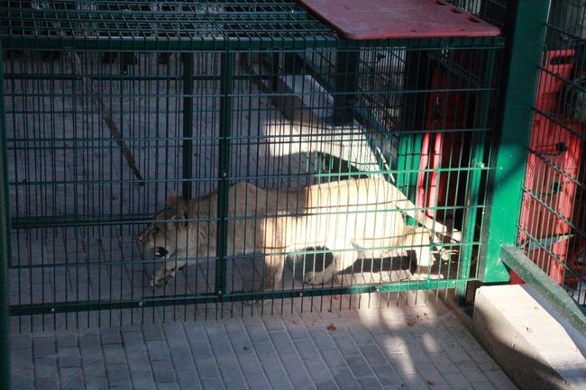 Lwy ponownie w gdańskim Ogrodzie Zoologicznym