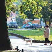  Czasem to pies wyprowadza seniora na spacer