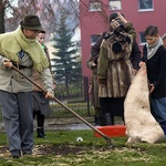 Inscenizacja w Białym Borze