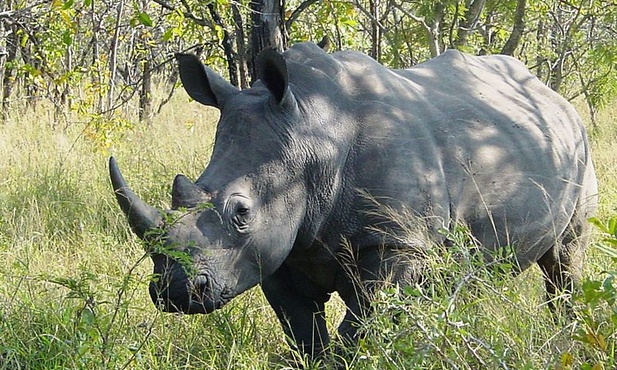 2000 nosorożców zostanie wypuszczone na obszary chronione w całej Afryce