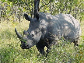 2000 nosorożców zostanie wypuszczone na obszary chronione w całej Afryce