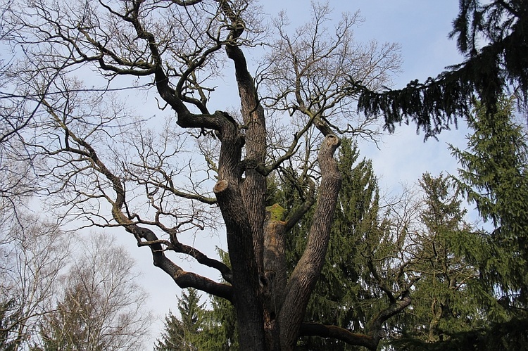 Dąb "Chrobry"