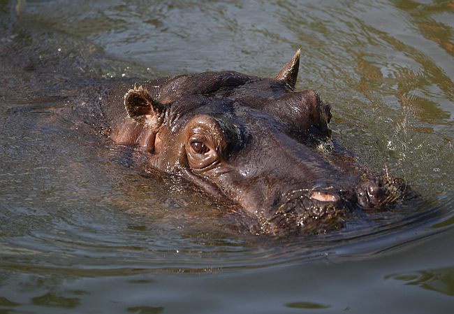 Warszawskie ZOO