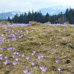 Krokusy w Chochołowskiej