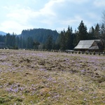 Krokusy w Chochołowskiej