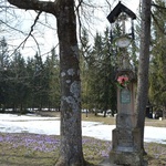 Krokusy w Chochołowskiej