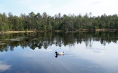 Wielkie torfowe jeziorko i torfowy las