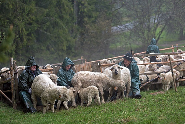 Owce są dojone dwa razy dziennie: rano i wieczorem.  Prace wykonują mężczyźni  