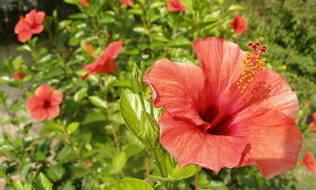 Hibiskup i heliotrop