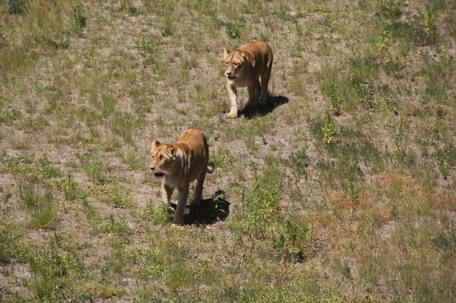 Lwice z gdańskiego ZOO są w ciąży 