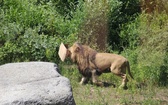 Lwice z gdańskiego ZOO są w ciąży 