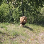 Lwice z gdańskiego ZOO są w ciąży 