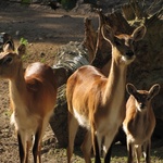 Lwice z gdańskiego ZOO są w ciąży 