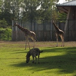 Lwice z gdańskiego ZOO są w ciąży 