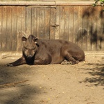 Lwice z gdańskiego ZOO są w ciąży 