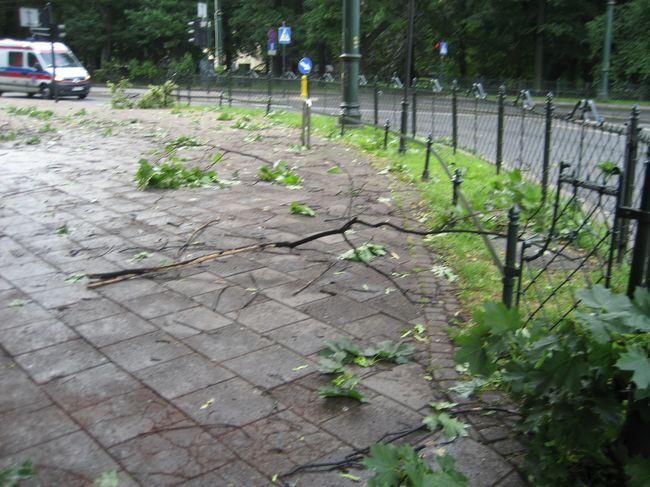 Skutki wichury na krakowskich Plantach