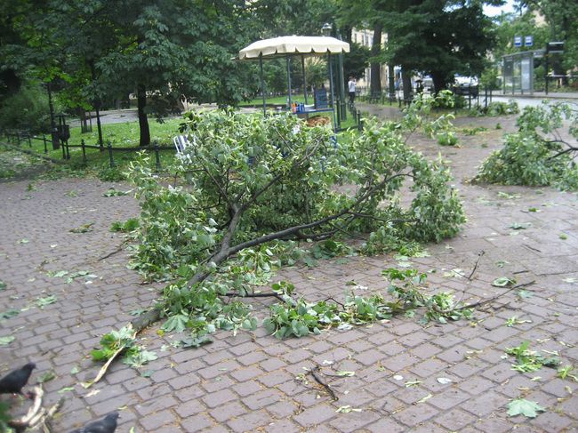 Skutki wichury na krakowskich Plantach