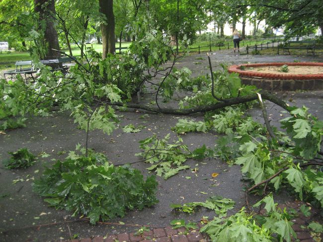 Skutki wichury na krakowskich Plantach